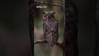 Rearest owl in the world 🌍 The owls series 67 owlsounds diwaligreetings owlery sleepyowl owls [upl. by Cirenoj345]