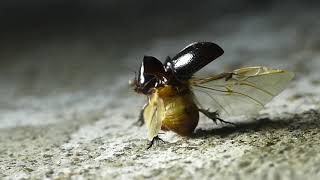 Orphniinae  Scarab beetle taking off in slow motion [upl. by Eurd860]