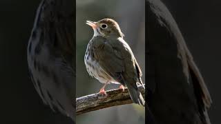 Ovenbird Seiurus aurocapilla [upl. by Tyson526]