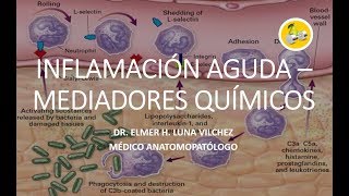 INFLAMACIÓN AGUDA – MEDIADORES QUÍMICOS  Dr Elmer Luna Vilchez [upl. by Russell722]