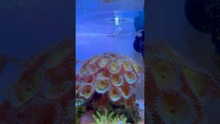 Coral Eating Reef Roids aquarium fishtank reeftank coral marineaquarium ocean sea reef fish [upl. by Crissy341]