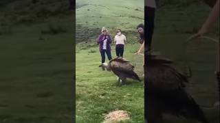 Griffon Vulture release nature vulture wildlife [upl. by Hermy]