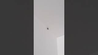 Spider on the ceiling [upl. by Wise253]