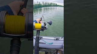 🎣👌🏻🔥Catch More Catfish Live Bait TacticsThat Work fishing bigcatfish catfish catfishing [upl. by Ellynad323]