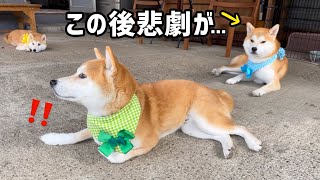 なぜかアクシデントに見舞われた柴犬巨体弟… [upl. by Min]