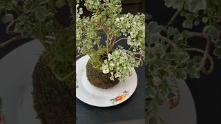 Kokedama making Simple way kokedama indoorplants gardening gardenlandscaping [upl. by Hube]