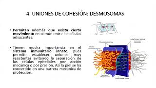 Estructura de la piel Uniones Celulares y Membrana Basal a cargo de la Dra Carolina Valdiviezo [upl. by Hael]