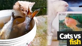 Cat vs Fish Compilation  The Ultimate Showdown [upl. by Nilkoorb937]