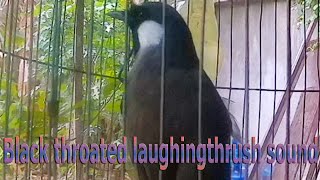 Black throated laughingthrush sound 10 [upl. by Lavina]