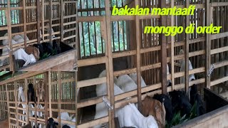 grebeg kandang peternak kambing [upl. by Llenrag]