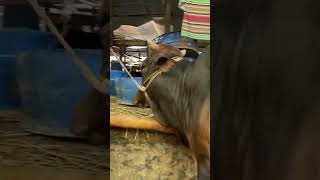 গরু guru cow goru amba hamba cow videos gorur video guru guru goro guru tiktok গরুর goluviral [upl. by Mccourt]