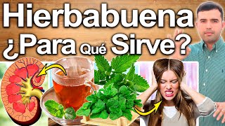 Té De Hierbabuena ¿Para Qué Sirve  Beneficios De La Yerbabuena Para Tu Salud Y Belleza [upl. by Cumine]