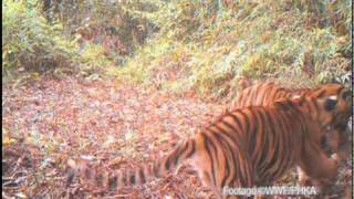 Camera captures tiger cubs in forest under imminent threat of clearing [upl. by Gertrudis]