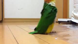 Funny parrot stomping around [upl. by Weisbrodt481]