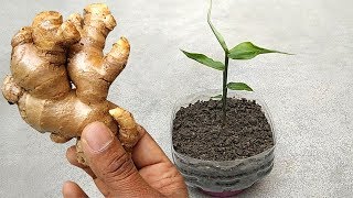 Grow ginger at home  Grow from cuttings [upl. by Banwell]