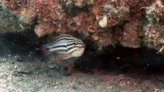 Sydney Cardinalfish mouth brooding eggs [upl. by Ahsemak]