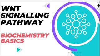 Understanding the Wnt Signaling Pathway  Biochemistry Basics [upl. by Sidoeht139]