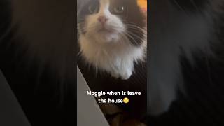 Moggie in distress because I stepped outside Hers was such a special love 😿 cats catvideos [upl. by Novick]