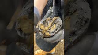 Satisfying hoof clean up horse farrier asmr [upl. by Viviana]