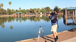 Slaying Catfish in an Urban Arizona Pond [upl. by Daenis]