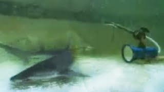 Amazing Bonnethead Shark Hypnosis  Perfect Shark  BBC Studios [upl. by Sergu]