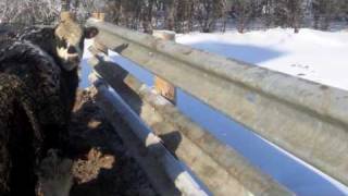 Used Guardrail  Livestock Fencing [upl. by Kampmeier]