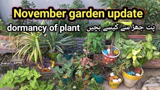 November garden update dormancy of plant پت جھڑ سے کیسے بچیں [upl. by Nekial]