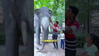 Por que a estátua do elefante começou a sangrar shorts [upl. by Ettenwad]