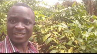 The cash crop making for ugandan farmers billions of dollars 💸 [upl. by Siramay]