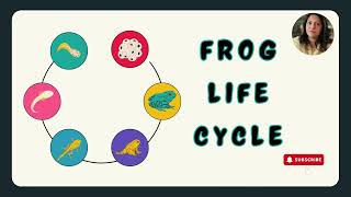 Life Cycle Of Frog  How Tadpole Transform Into A Frog lifecycles [upl. by Nylhtiak]