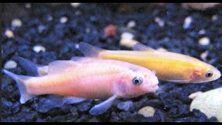 Aquarium Fish Facts Rosy red minnow Pimephales promelas [upl. by Anilram]