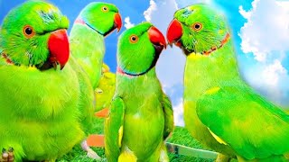 Talking Parrot🥀Indian loud Noises♥️🌸 [upl. by Bobseine]