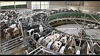 When cows go to carousel  The intelligent cowshed [upl. by Kassaraba]