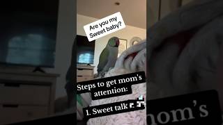 Funny parrot pt23 like and sub for pt24 funny funnypetsmoments funnyanimal funniestvideo fun [upl. by Suoicerp]