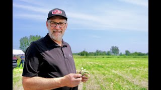 Comment prévenir les stress dherbicides sur le soya et le maïs [upl. by Anid]