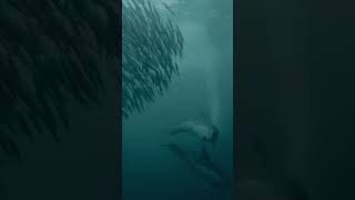 Incredible Sardine Run Spectacle  Underwater Wonders of South Africa [upl. by Bobbie709]