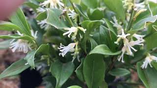 Sarcococca humilis [upl. by Kapor]