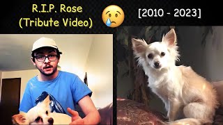 Tribute Video To My Dog RIP Rose 2010  2023 [upl. by Iva]