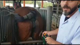 TDE Inseminação artificial de bovinos equinos e caprinos [upl. by Dorris733]