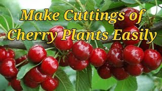 How to Make Cuttings of Cherry trees with great Success [upl. by Eesdnil]