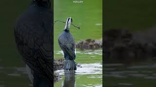 Great Cormorant collecting nesting material birds nature naturedocumentary wildlifephotography [upl. by Yesak627]