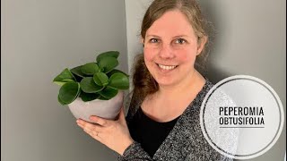 🌱🌿☘️ Zo kun jij de Peperomia obtusifolia Krokodillentraan stekken 🌱🌿☘️ [upl. by Portwin]