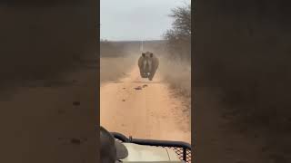 Terrifying Rhino Attack Car Drives Backward in Desperate Escape [upl. by Ruthann]