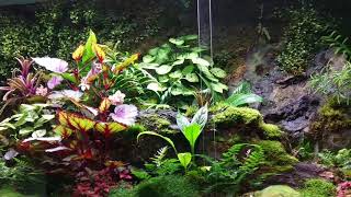 Big terrarium for Dendrobates [upl. by Nilam377]