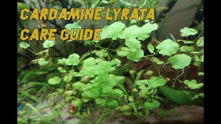 Cardamine Lyrata  Care GuidePlant review [upl. by Olotrab]