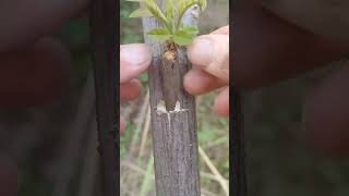 Easy Trees Grafting Techniques plants grafting tree graft nature farming fruittrees ytshort [upl. by Grizelda]