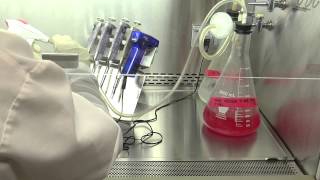 Cell Culture Basics 16 Cleaning the aspirating tube once done with cell culture [upl. by Vezza]