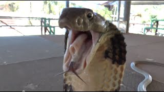 Reptile Reality Thailand part 1 [upl. by Noreen]