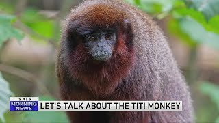 The elusive titi monkeys [upl. by Ted]