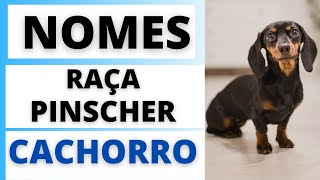 NOMES DE CACHORRO MACHO DA RAÇA PINSCHER [upl. by Lynne]